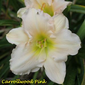 Carrollwood Pink