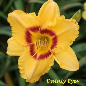 Dainty Eyes