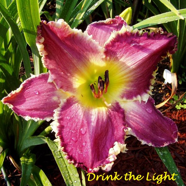 Drink The Light