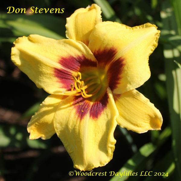 Don Stevens