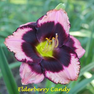 Elderberry Candy