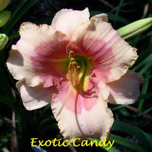 Exotic Candy