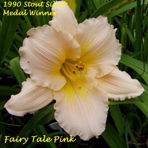 Fairy Tale Pink - 1990 Stout Silver Medal Winner