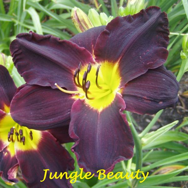 Jungle Beauty