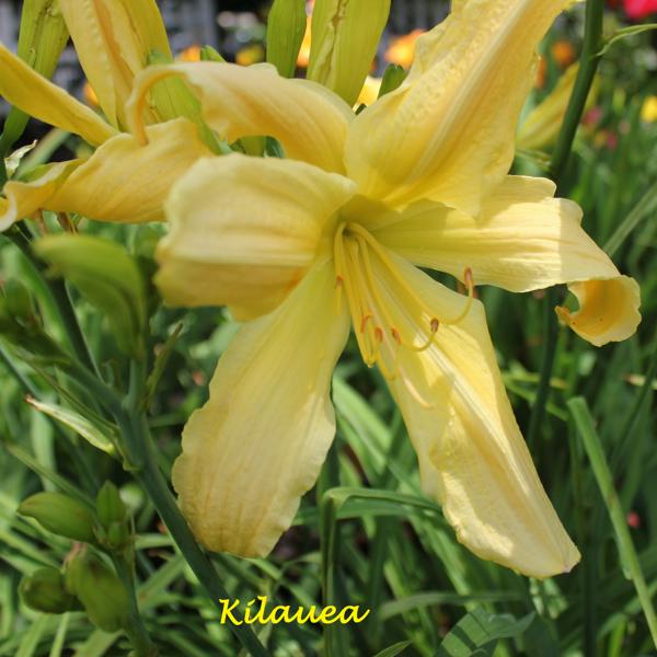 Kilauea