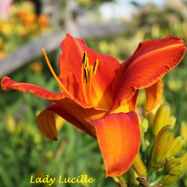 Lady Lucille