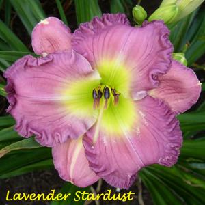 Lavender Stardust