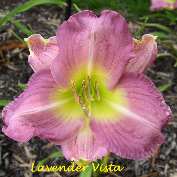 Lavender Vista 1