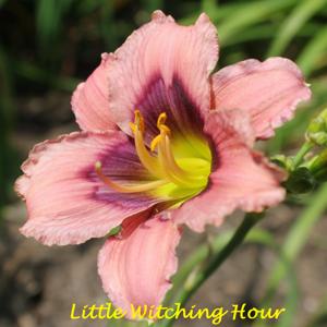 Little Witching Hour