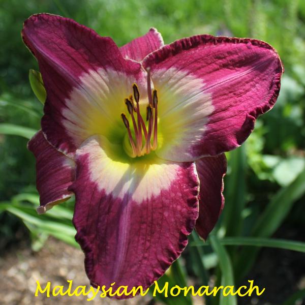 Malaysian Monarach