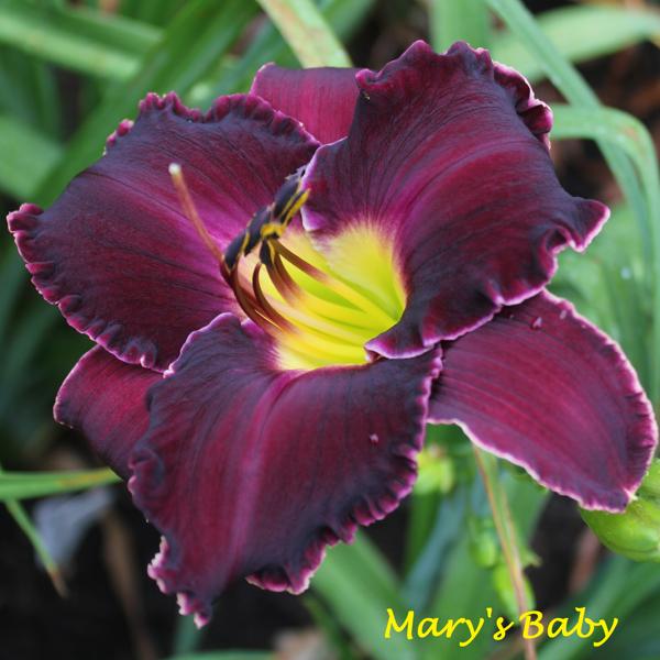 Mary's Baby