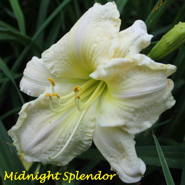 Midnight Splendor