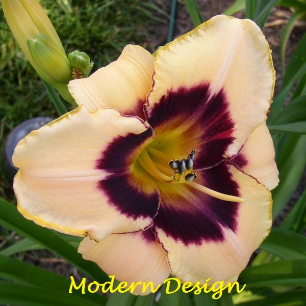 Modern Design 1
