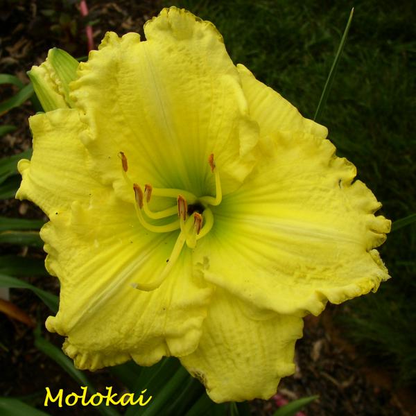Molokai 1