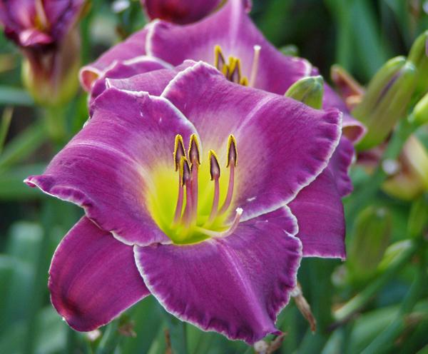 New Lavender Triumph