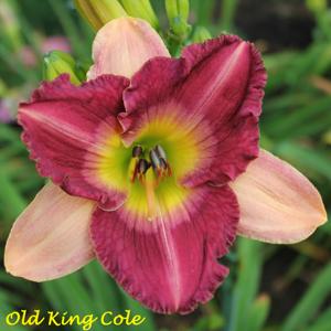Old King Cole*