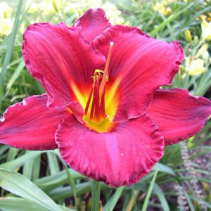 Prairie Wildfire*