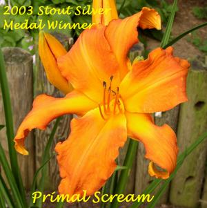 Primal Scream* - 2003 Stout Silver Medal Winner