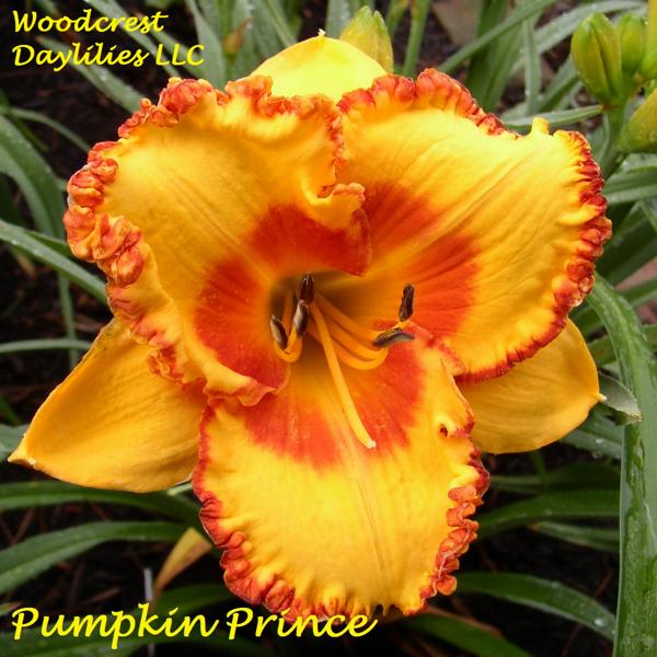 Pumpkin Prince