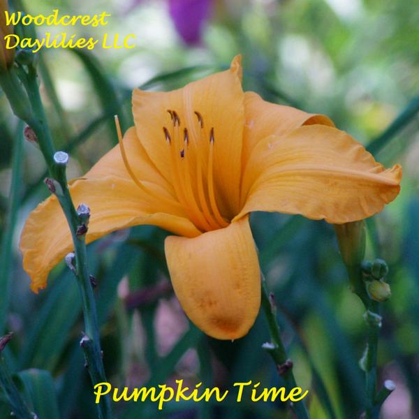 PUMPKIN TIME