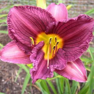 Purple De Oro