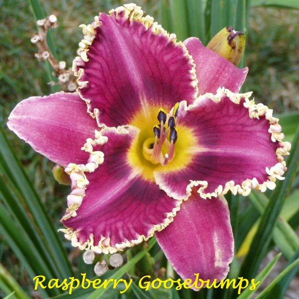 Raspberry Goosebumps