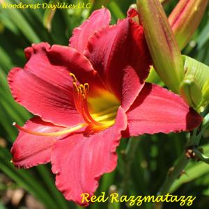 Red Razzmatazz*