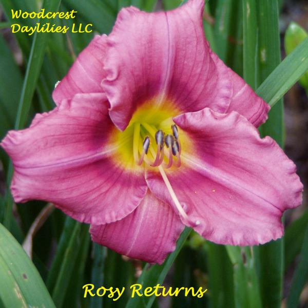 Rosy Returns