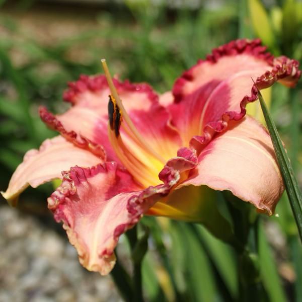 Ruby Red Ripples 1