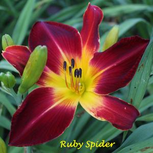 Ruby Spider*