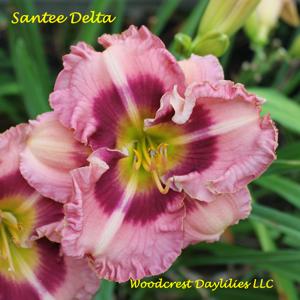 Santee Delta