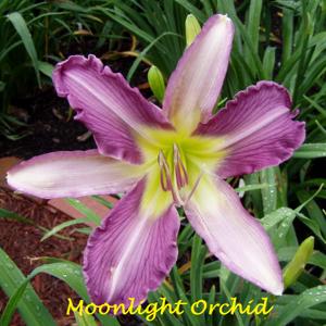 Moonlight Orchid