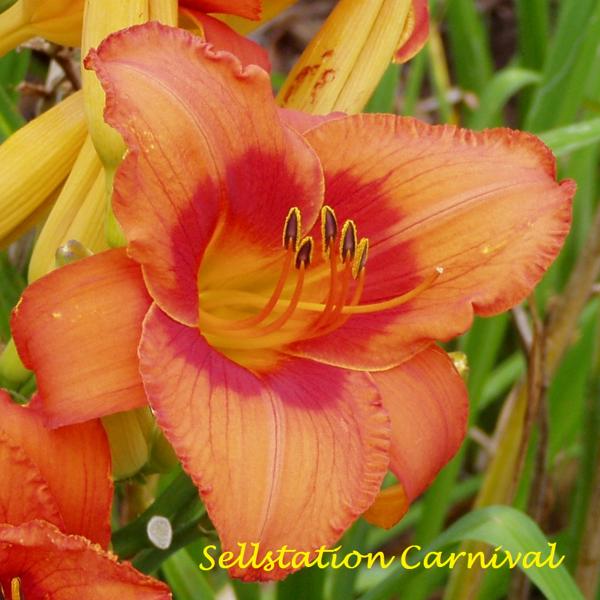 sellstation carnival