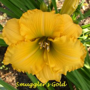Smuggler's Gold*