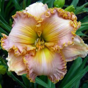 Spacecoast Starburst*