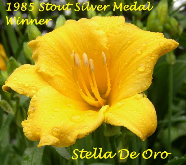 Stella De Oro