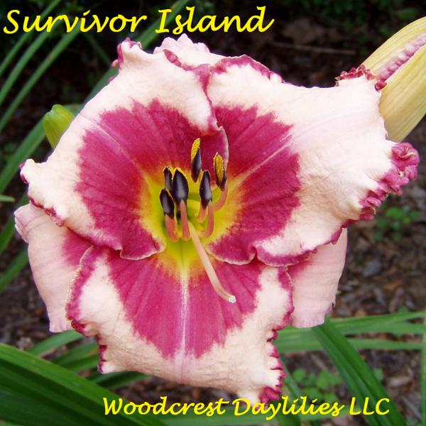 Survivor Island