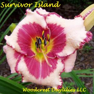 Survivor Island*