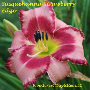 Susquehanna Strawberry Edge*