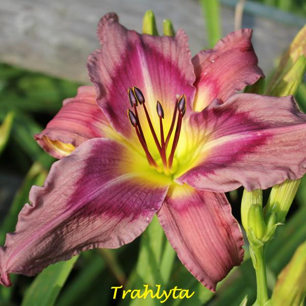 Trahlyta