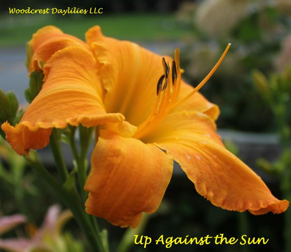 Up Against the Sun