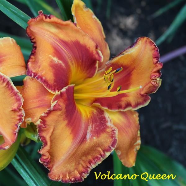 Volcano Queen