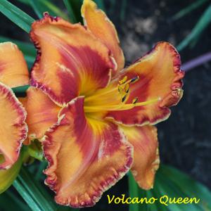 Volcano Queen*