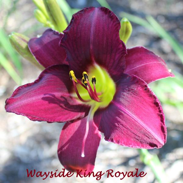 Wayside King Royale