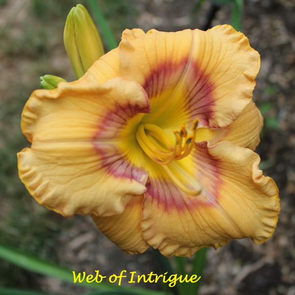 Web of Intrigue