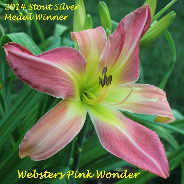 Websters Pink Wonder