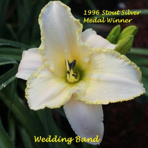 Wedding Band - 1996 Stout Silver Medal Winner