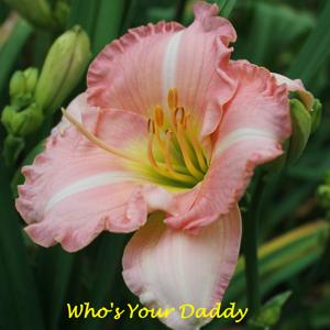 Who's Your Daddy