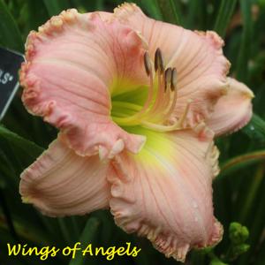 Wings of Angels*