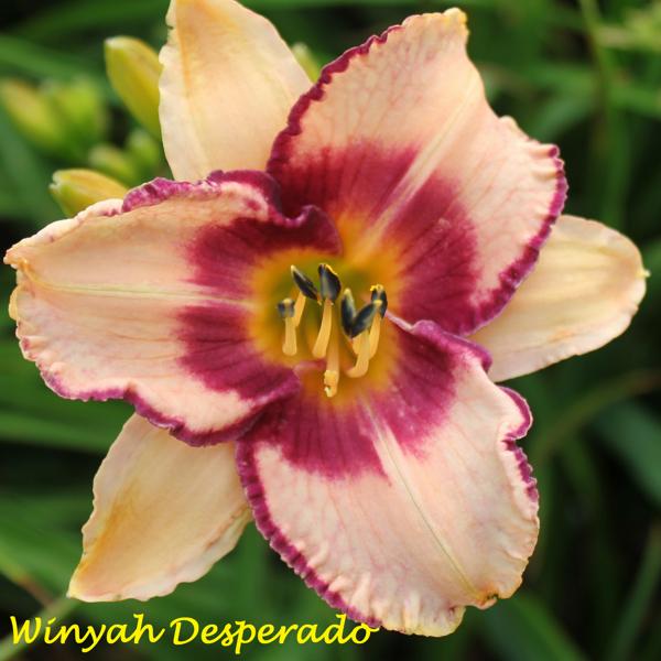 Winyah Desperado